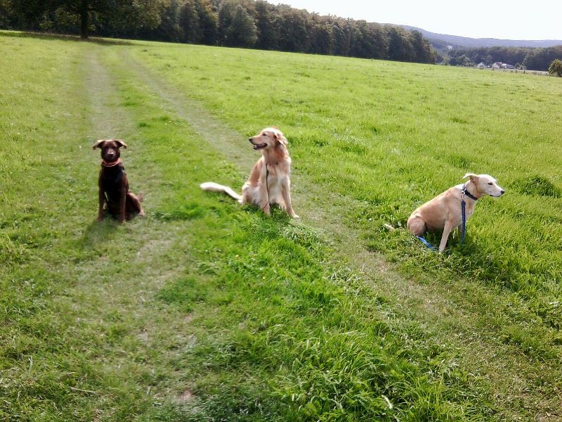 Choquita in der Hundeschule