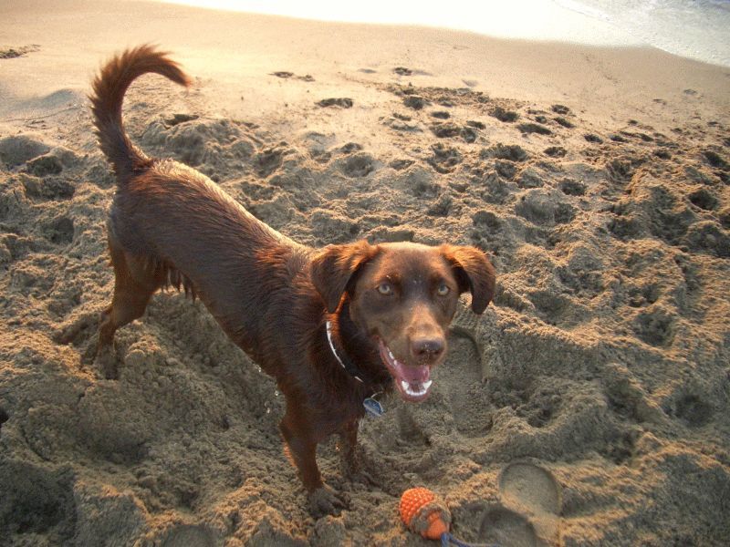 Choquita nass am Strand