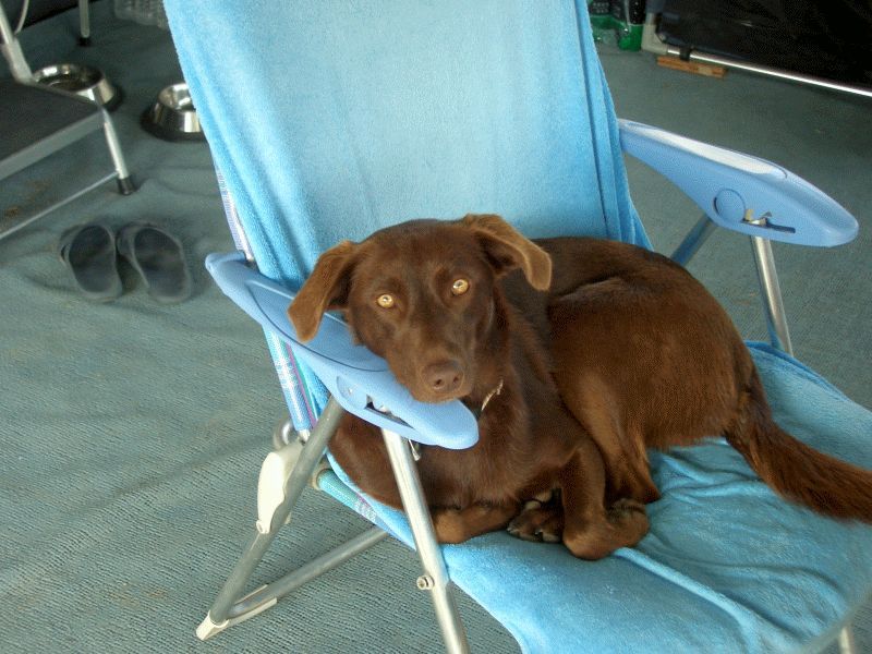 Choquita in der Liege