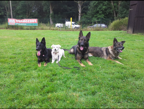 Gina liegend mit anderen Hunden
