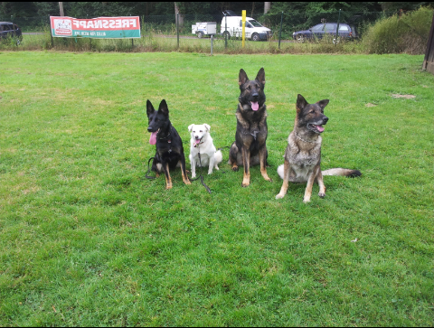 Gina sitzend mit anderen Hunden