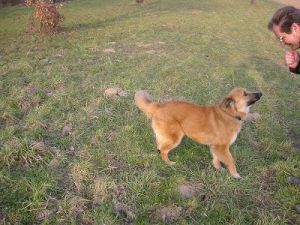 Jessica auf dem Feld