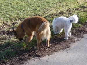 Jessica an der Leine