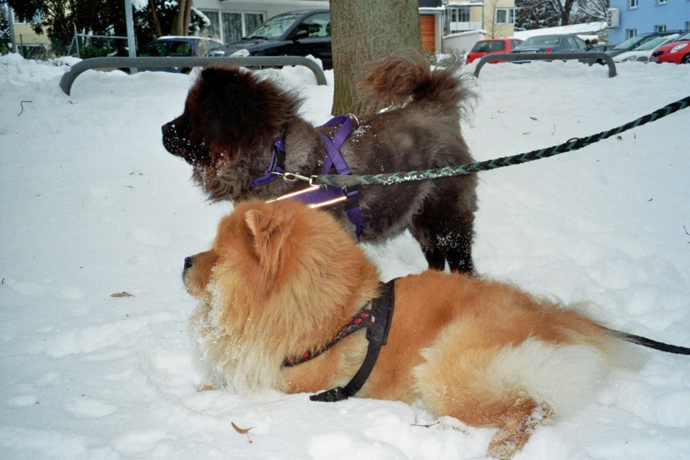 Maci im Schnee mit Mia