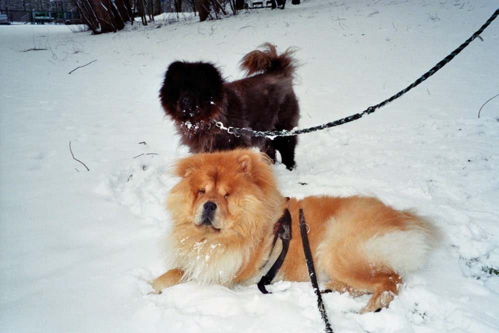Maci im Schnee  mit Mia