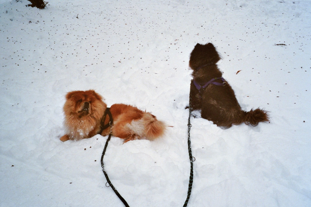 Maci im Schnee  mit Mia