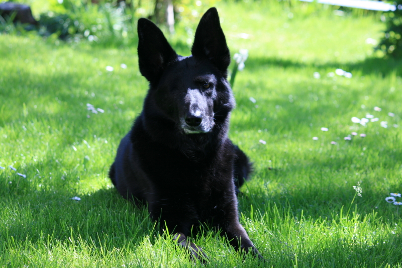 Motte liegend, nach vorne schauend