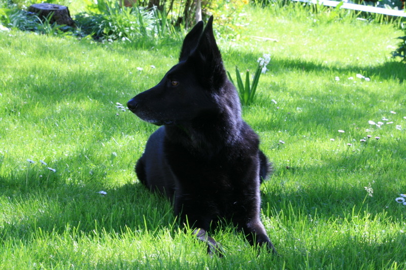 Motte liegend, seitlich schauend