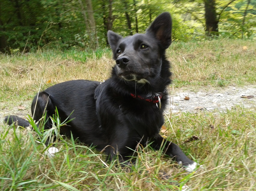 Nutela liegend im Gras