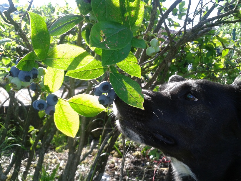 Nutela mit Blaubeeren