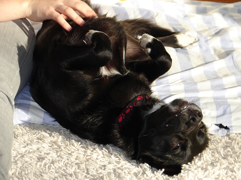 Nutela wird gekrault