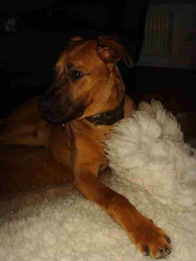 Pelle am Fell liegend