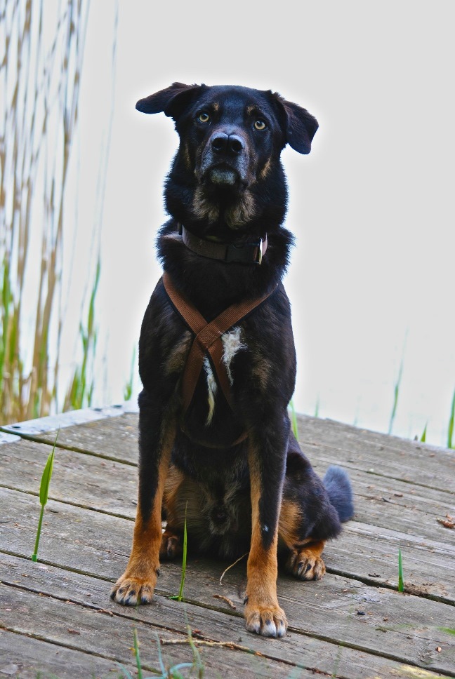 Sammy sitzend am Wasser