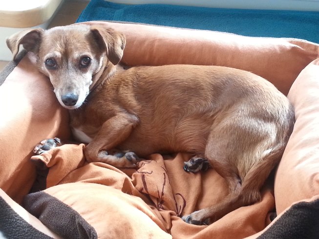 Zilly im K&ouml;rbchen