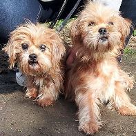 Kopf von Betzy & Bonny