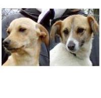 Kopf von Kabala & Eddy