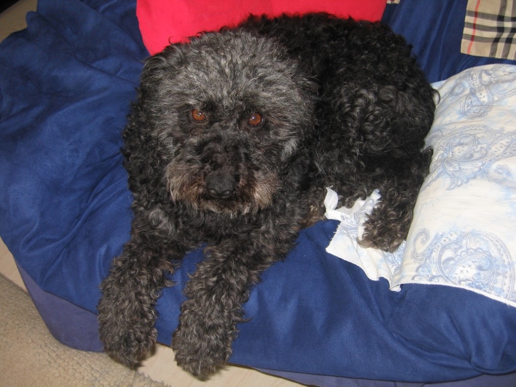 Lucy