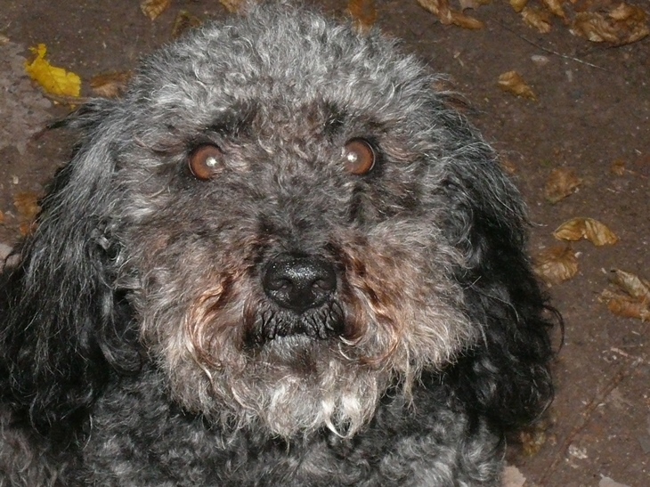 Lucy