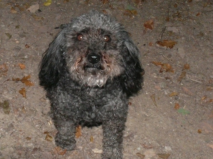 Lucy