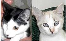 Kopf von Panda & Bali